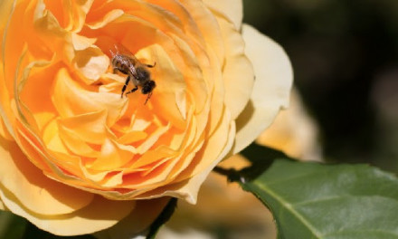 Le rose di Acquapendente – Torre Alfina