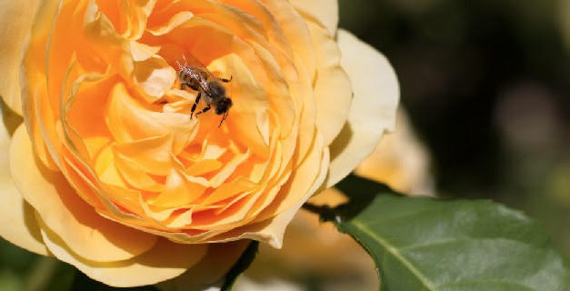 Le rose di Acquapendente – Torre Alfina